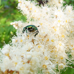 June beetle in a flower of the rowan-leaved mountain ash.