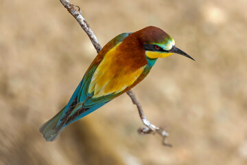 Gruccioni bird