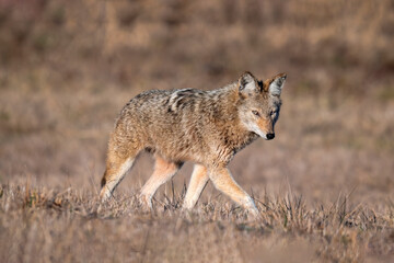 grey wolf in the wild