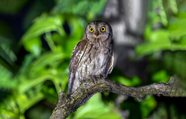 great horned owl in tree