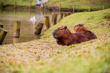 CAPIVARA Hydrochoerus hydrochaeris