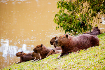 CAPIVARA Hydrochoerus hydrochaeris