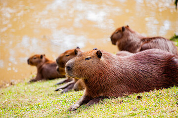 CAPIVARA Hydrochoerus hydrochaeris