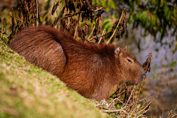 CAPIVARA Hydrochoerus hydrochaeris
