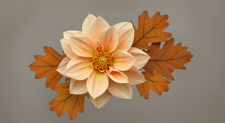 Elegant peach dahlia flower and autumn oak leaves on a soft gray background