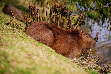 CAPIVARA Hydrochoerus hydrochaeris