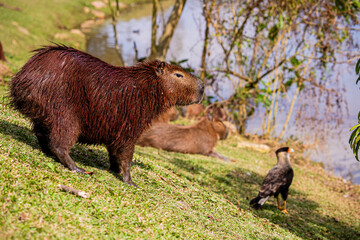 CAPIVARA Hydrochoerus hydrochaeris