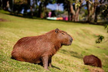 CAPIVARA Hydrochoerus hydrochaeris