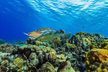 Sea turtle swimming underwater