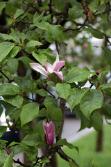 Magnolia buds in soft pink color growing on leafy branch in natural light. Elegant spring floral moment. Suitable for botanical, seasonal, garden, or romantic nature projects