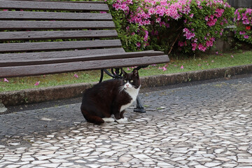 Black and white cat resting under a wooden bench on cobblestone pavement with pink flowers in background. Calm urban scene ideal for travel, lifestyle, or animal-themed design.