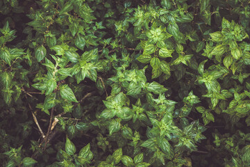 Vivid green leaves create a lush foliage background showcasing nature's intricate patterns and textures in a natural outdoor setting.