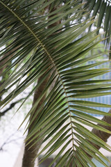 Fototapeta premium Closeup of palm tree leaves showing bright green lines and natural symmetry in daylight. Suitable for tropical, botanical, eco, or background design projects and commercial prints.