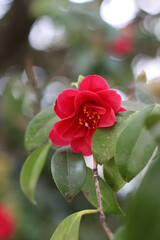 Red camellia flower blooming on tree branch with green glossy leaves in soft daylight. Elegant botanical subject for spring, floral, or garden-themed commercial design and prints.