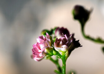 Kalanchoe is a succulent plant species from the Crassulaceae family, divided into two groups:...