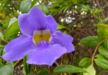 Thunbergia grandiflora or Violet Bengal clock vine climbing plant beautiful blue flower close up in...