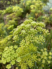 Crithmum maritimum or Rock samphire,Sea fennel flowering succulent plants growing in Buenavista del...