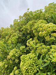 Crithmum maritimum or Rock samphire,Sea fennel flowering succulent plants growing in Buenavista del...