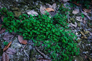 Lush green clover patch on a woodland floor with dry leaves creates a textured natural scene perfect for backgrounds.