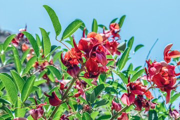 Close-up of a vibrant Erythrina crista-galli (coral tree) in full bloom on a clear blue sky. Bright red flowers and lush green leaves create a striking contrast, capturing the essence of summer beauty