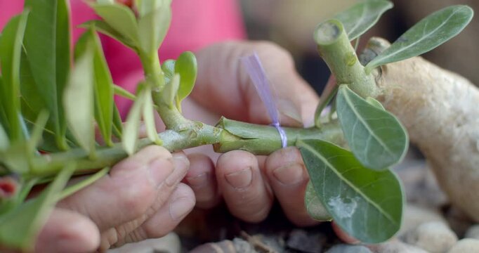 Carefully inserting a grafted Adenium branch into a cut trunk, aligning for a secure fit.