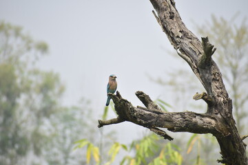 Indian Roller or Blue Jay sitting on a branch