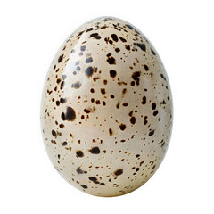 Speckled Bird Egg Isolated on White Background