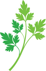 Naklejka premium Fresh Parsley Sprig Illustration: Vibrant Green Leaves, Simple Design, Culinary Herb, Flat Vector Graphic for Food, Restaurant, or Health-Related...