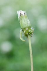 Tiny inchworm climbing down a dandelion bud on a summer day isolated on a soft green background. 