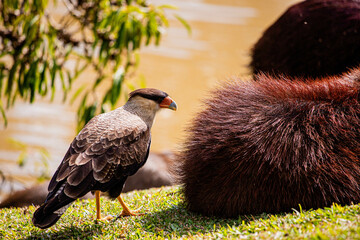 CARCARÁ CAPIVARA