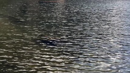 Sunmarg Valley, Exploring the Tranquil Waters of River Sindh, Boating Bliss, Forest Trails, Lush Meadows and Scenic Himalayan Landscapes  Clip 42