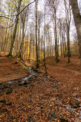 Autumn forest landscape with colorful fallen leaves, mossy trees and calm lake in soft morning light.
