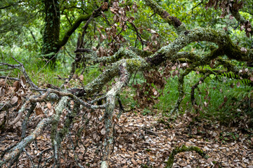 Fervenza do Toxa in Silleda, Galicia offers an unforgettable hiking experience with stunning views of one of Pontevedra’s most beautiful waterfalls.