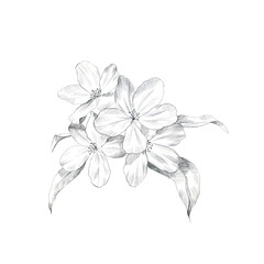 Apple flower pencil sketch. Hand drawn botanical illustrations. Great for tattoo, invitations, greeting cards.