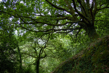 Fervenza do Toxa in Silleda, Galicia offers an unforgettable hiking experience with stunning views of one of Pontevedra’s most beautiful waterfalls.