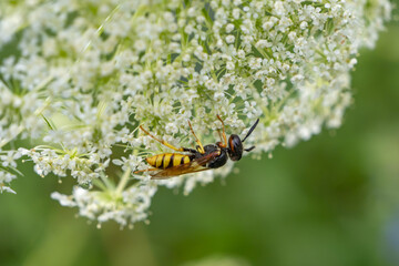 Macro of a solitary wasp (possibly Ectemnius) on wild carrot flowers (Daucus carota). Close-up of yellow-black hymenopteran feeding on nectar. Pollinator and predator in action