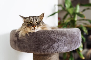 domestic cat sleeping on cat tree scratching post