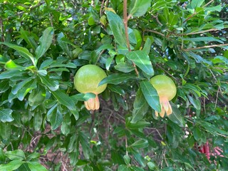 Branches of two unripe pomegranate fruits among green leaves. 