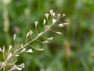 Close-up of shepherd’s purse seed pods (Capsella bursa-pastoris) on blurred green background. Wild herb with iconic heart-shaped fruits in summer meadow. Botanical macro
