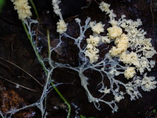Close-up of slime mold plasmodium crawling on forest floor. Intricate network structure of a myxomycete in active phase. Strange life form from the fungal-like protist kingdom