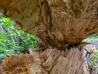 Close-up of splintered tree trunk showing raw wood fibers after breakage. Natural textures, forest damage, and organic patterns of cracked timber in woodland environment