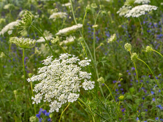 Wild carrot (Daucus carota) flowering in a summer meadow. Umbel-shaped white blossoms with intricate detail and curled buds. Native wildflower with ecological and medicinal importance