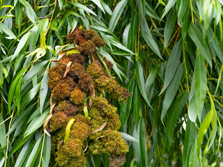Close-up of willow branch with abnormal galls caused by insects. Nature macro showing tree disease or reaction to parasite. Botany, pathology, and plant deformation concept
