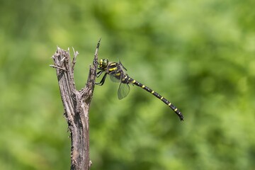Szklarnik leśny na gałęzi w naturalnym środowisku © Henryk Guziak