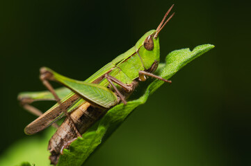 Spur-throated Grasshopper, Melanoplus ponderosus, on a plant in Central Mexico