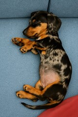 Cute Dapple Dachshund Puppy Sleeping Peacefully on a Soft Blue Couch