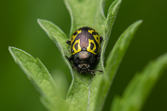 Mexican Green Calligrapha Beetle, Calligrapha mexicana, resting on a leaf in Central Mexico
