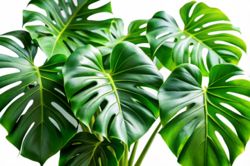 Vibrant green monstera leaves with characteristic holes isolated on transparent background