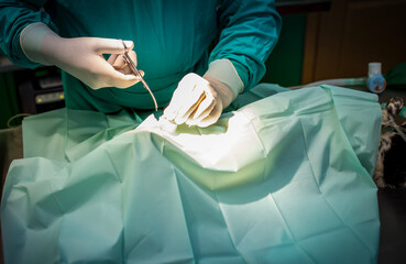 Close-up of a veterinarian suturing a wound on a dog during surgery. Emphasis on precision, gloved...
