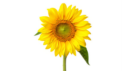 Obraz premium Vibrant Single Sunflower, Bright Yellow Petals, Isolated on White Background, Summer Bloom, Cheerful Mood, Studio Shot.